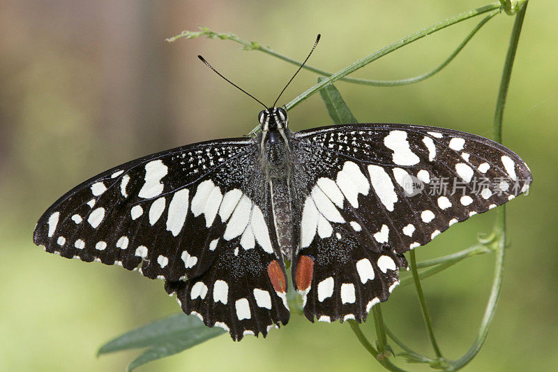 莱姆蝴蝶(Papilio demolius)